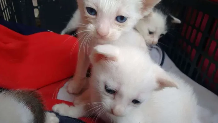 Gato ra a srd idade Abaixo de 2 meses nome brancas de Neve