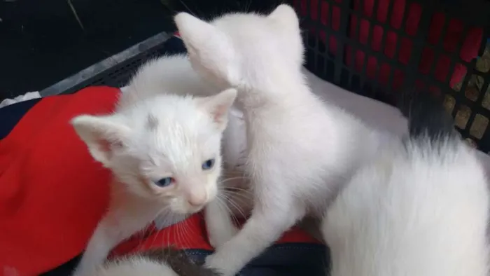 Gato ra a srd idade Abaixo de 2 meses nome brancas de Neve