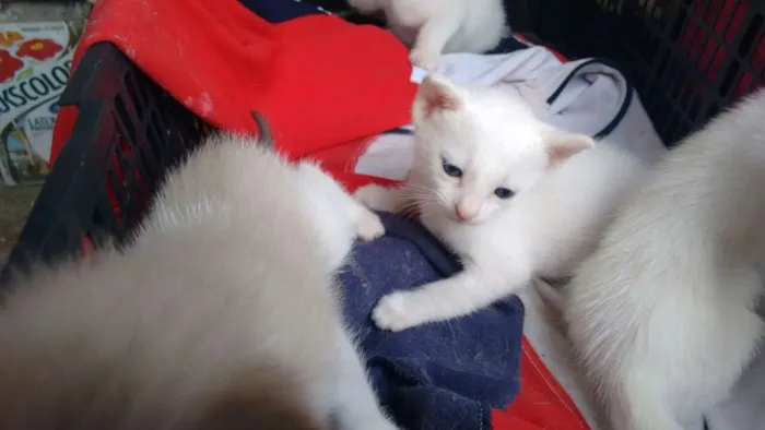 Gato ra a srd idade Abaixo de 2 meses nome brancas de Neve