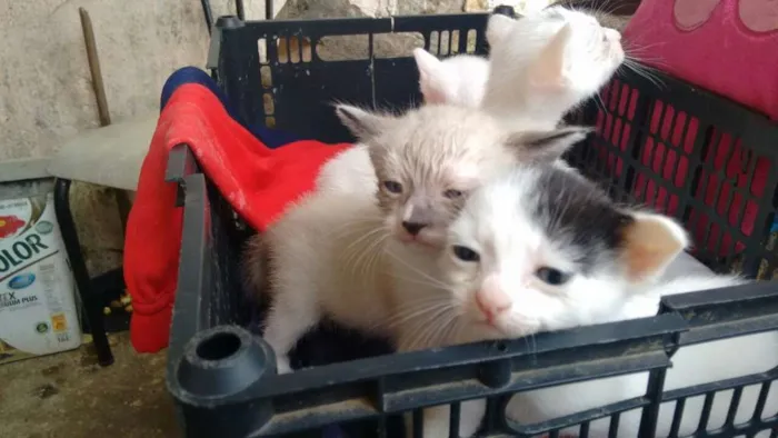 Gato ra a srd idade Abaixo de 2 meses nome brancas de Neve