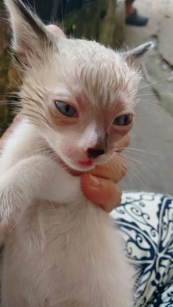 Gato ra a srd idade Abaixo de 2 meses nome brancas de Neve