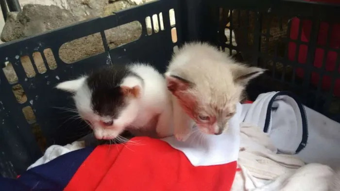Gato ra a srd idade Abaixo de 2 meses nome brancas de Neve