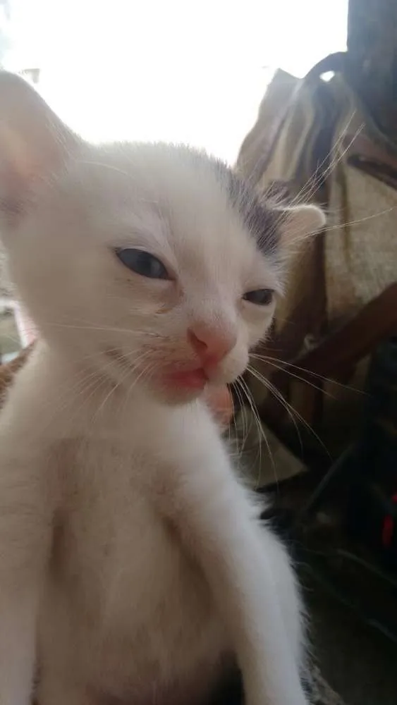 Gato ra a srd idade Abaixo de 2 meses nome brancas de Neve