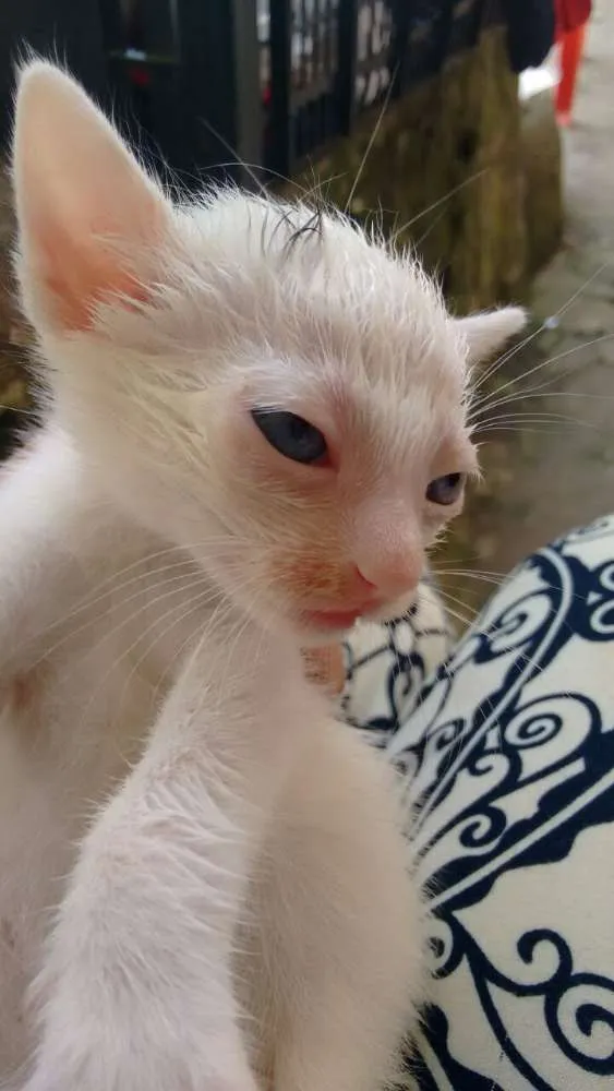 Gato ra a srd idade Abaixo de 2 meses nome brancas de Neve