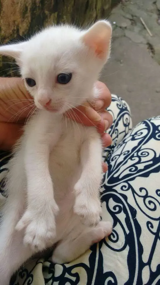 Gato ra a srd idade Abaixo de 2 meses nome brancas de Neve