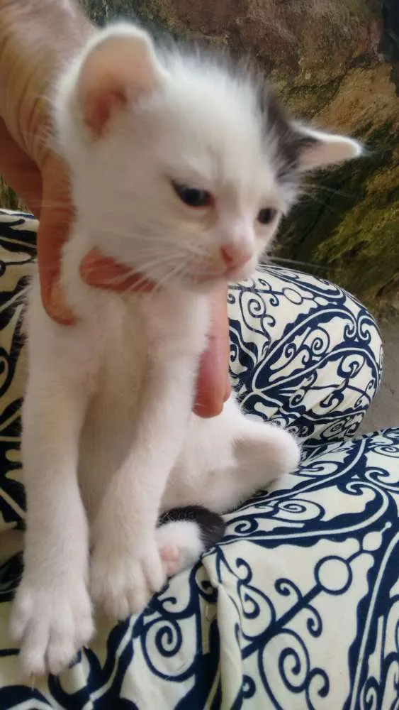 Gato ra a srd idade Abaixo de 2 meses nome brancas de Neve