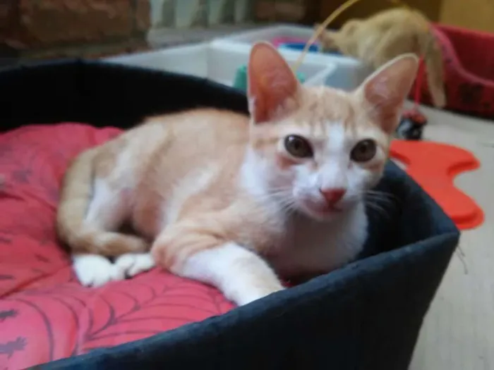 Gato ra a srd idade 2 a 6 meses nome Pedrinho 