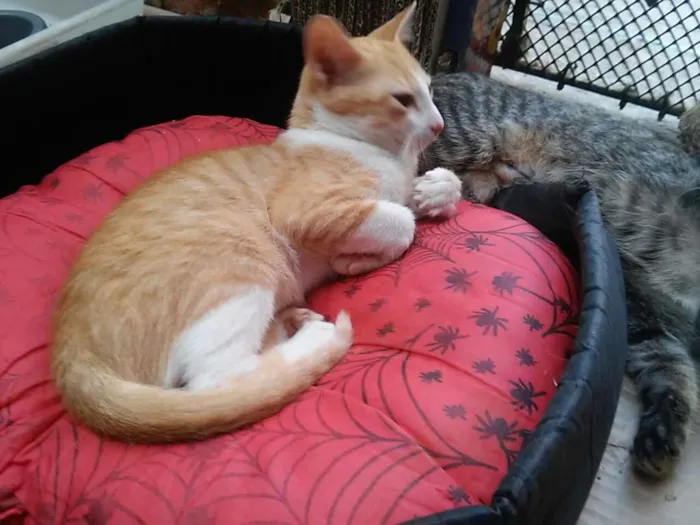 Gato ra a srd idade 2 a 6 meses nome Pedrinho 