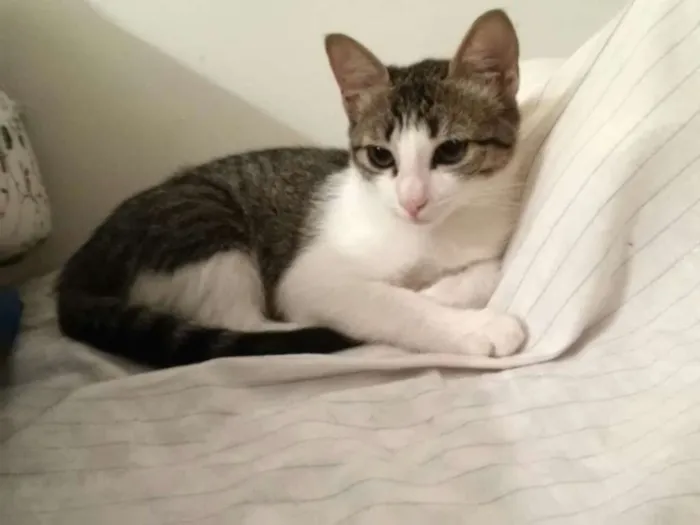 Gato ra a srd idade 2 a 6 meses nome lua