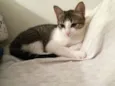 lua