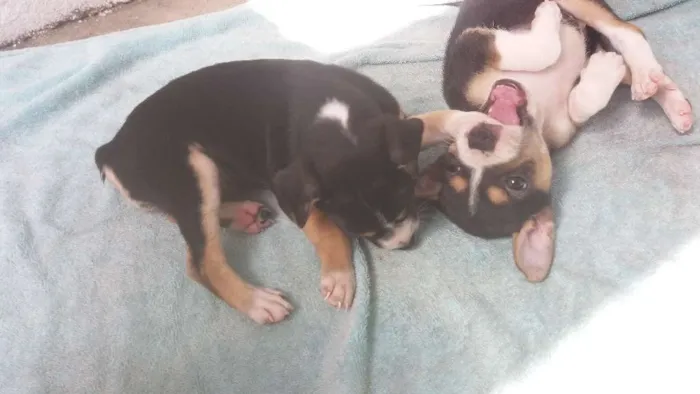Cachorro ra a Cura lata idade Abaixo de 2 meses nome Live e Mag