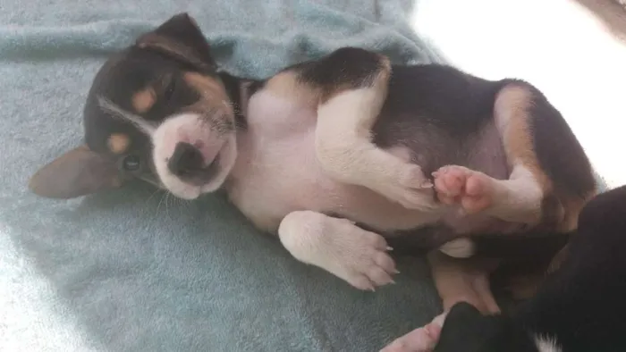 Cachorro ra a Cura lata idade Abaixo de 2 meses nome Live e Mag