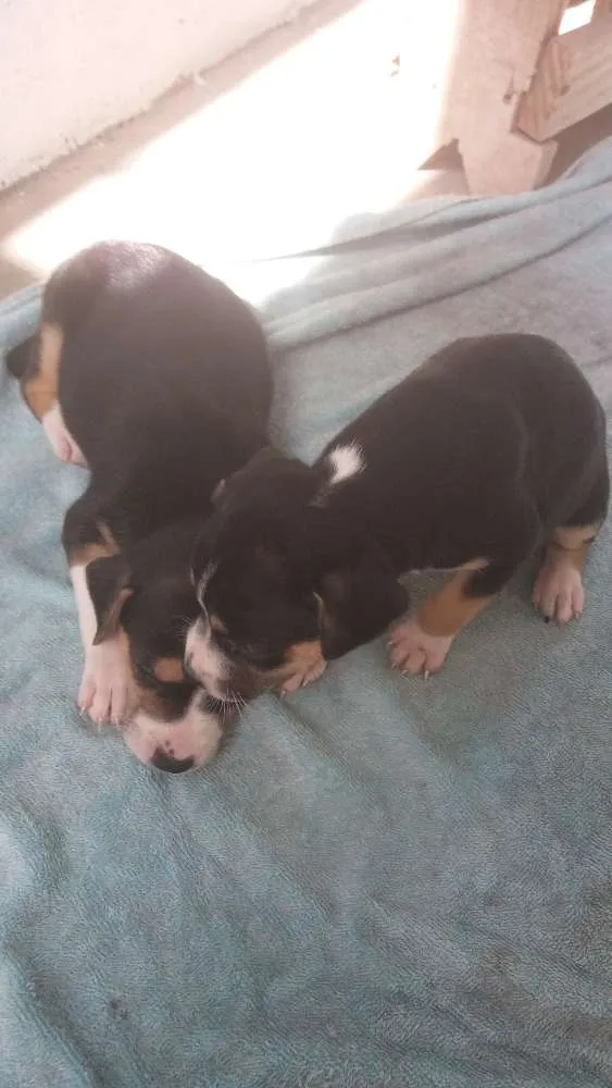 Cachorro ra a Cura lata idade Abaixo de 2 meses nome Live e Mag