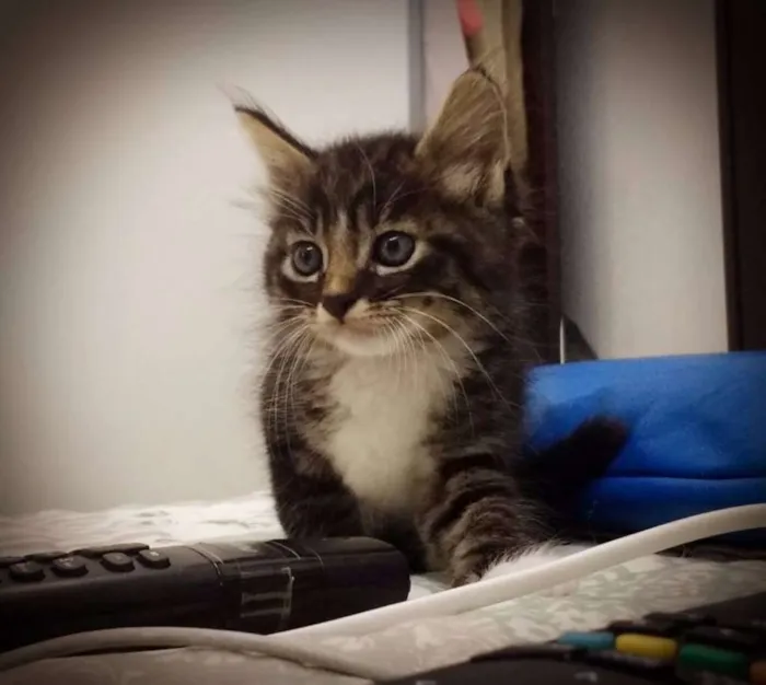 Gato ra a  idade 2 a 6 meses nome Filhotes