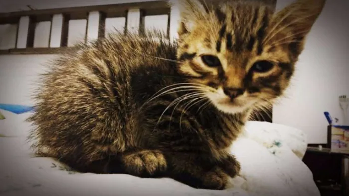 Gato ra a  idade 2 a 6 meses nome Filhotes