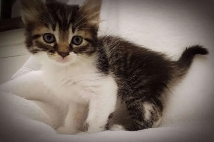 Gato ra a  idade 2 a 6 meses nome Filhotes