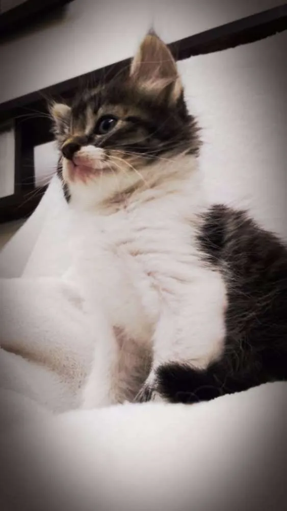 Gato ra a  idade 2 a 6 meses nome Filhotes