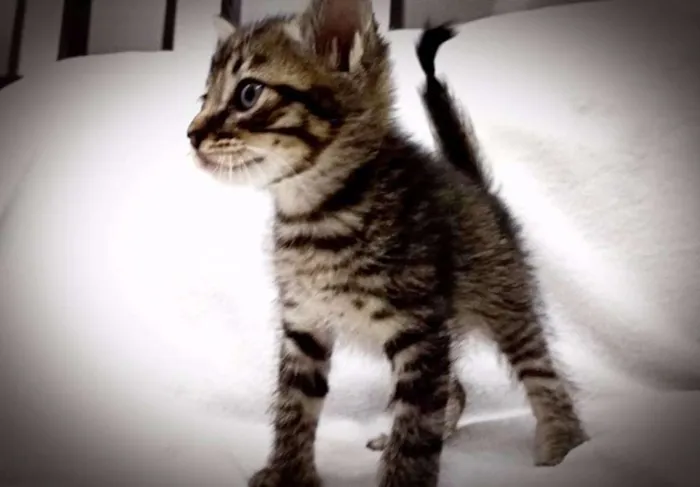 Gato ra a  idade 2 a 6 meses nome Filhotes