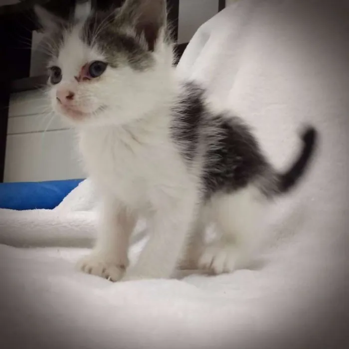 Gato ra a  idade 2 a 6 meses nome Filhotes