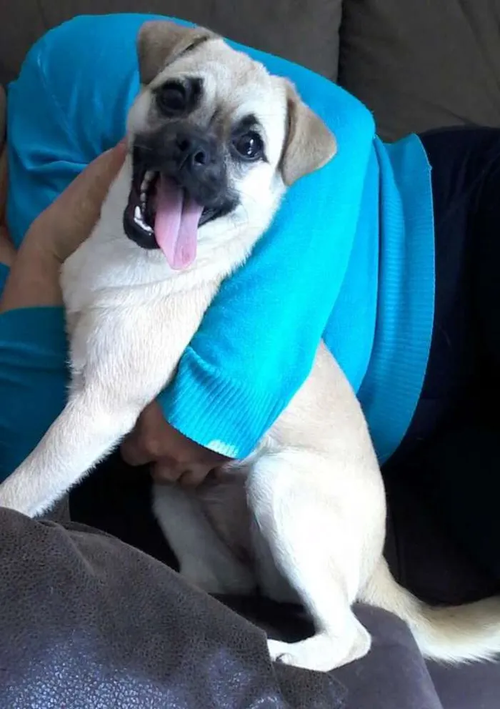 Cachorro ra a  idade 7 a 11 meses nome Meg