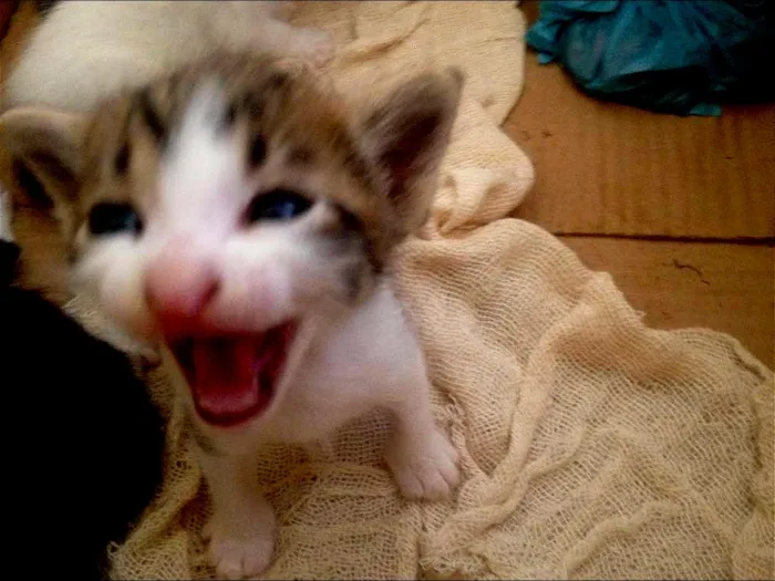 Gato ra a RSD idade Abaixo de 2 meses nome sem nome