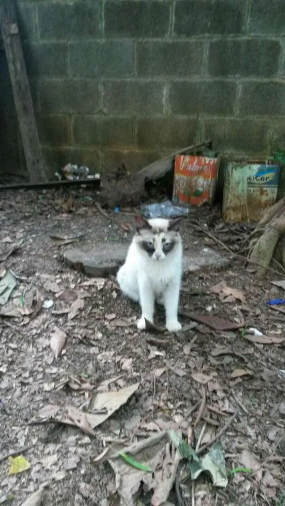 Gato ra a srd idade 2 anos nome adele