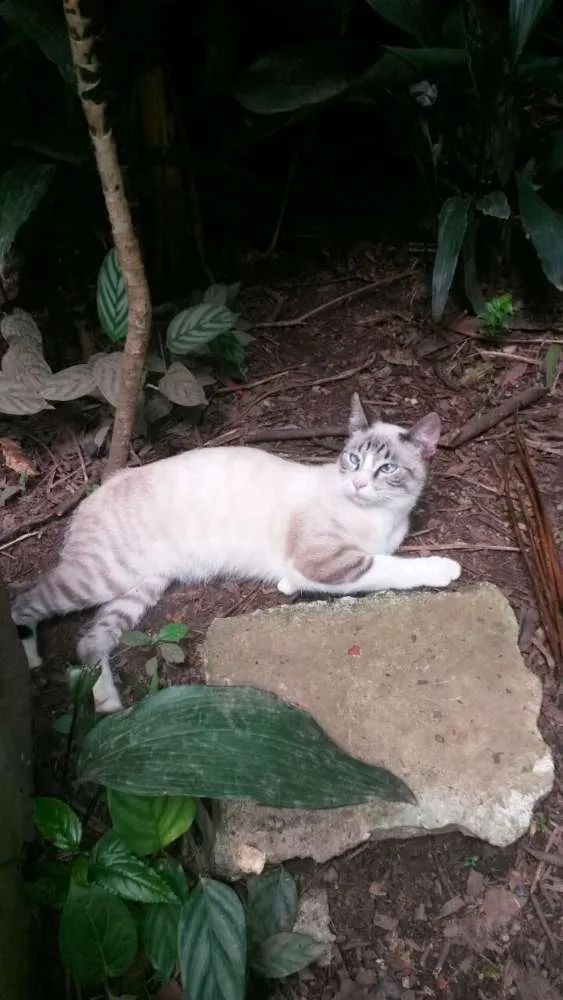 Gato ra a srd idade 2 anos nome ramon