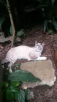 ramon