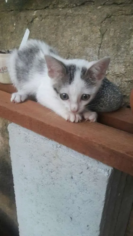 Gato ra a srd idade 2 a 6 meses nome filhotes do parque