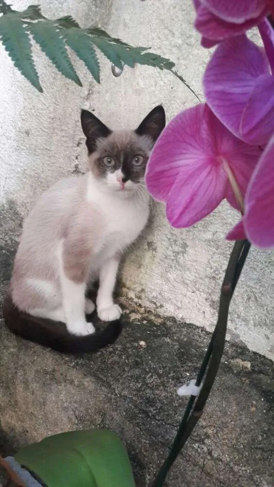 Gato ra a srd idade 2 a 6 meses nome filhotes do parque
