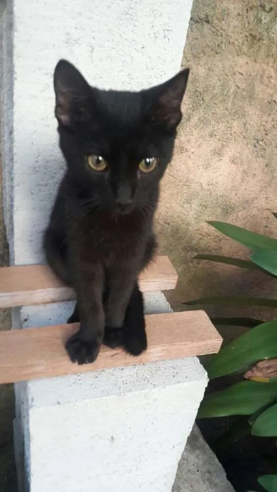 Gato ra a srd idade 2 a 6 meses nome filhotes do parque