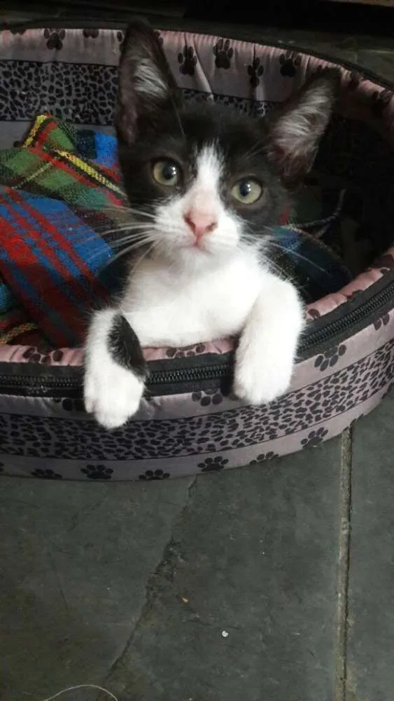 Gato ra a srd idade 2 a 6 meses nome filhotes do parque