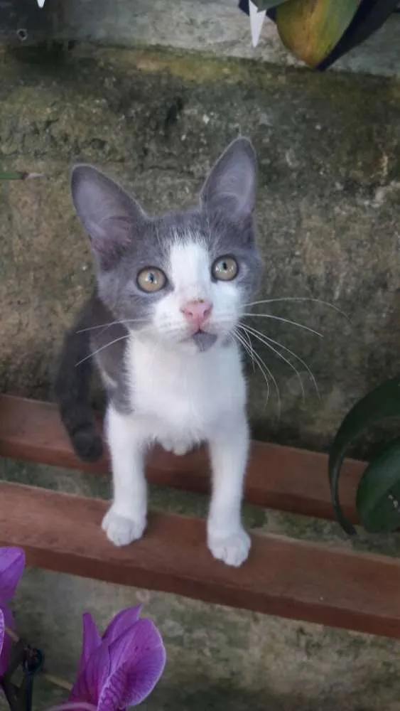 Gato ra a srd idade 2 a 6 meses nome filhotes do parque