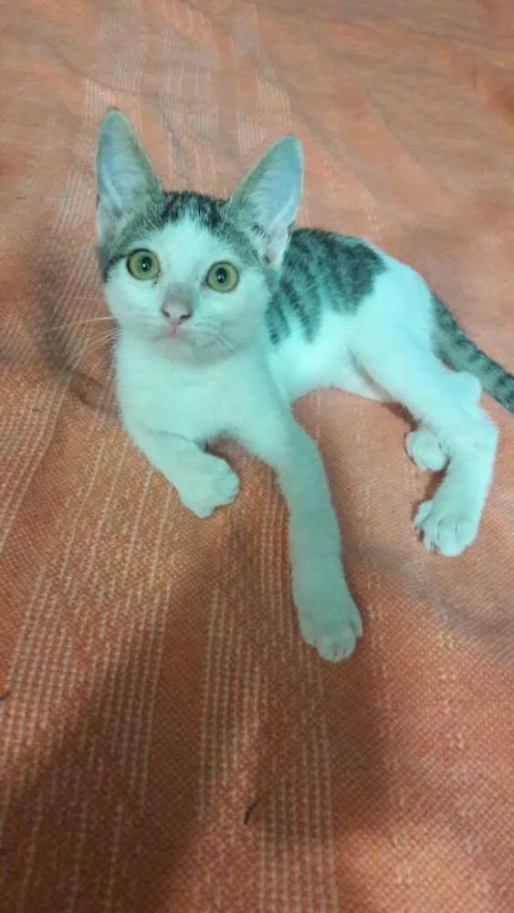 Gato ra a srd idade 2 a 6 meses nome filhotes do parque