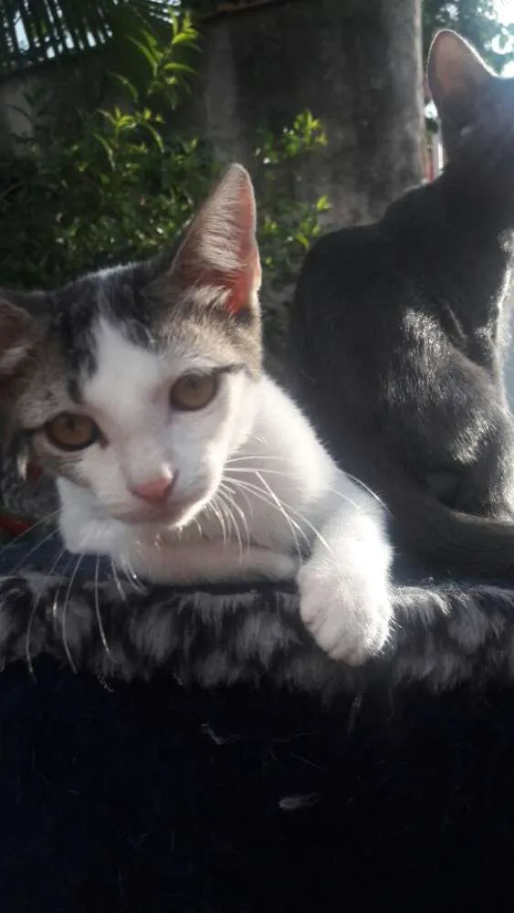 Gato ra a srd idade 2 a 6 meses nome filhotes do parque