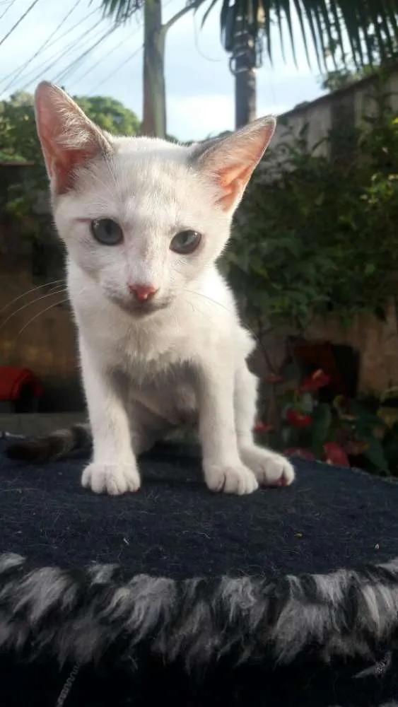 Gato ra a srd idade 2 a 6 meses nome filhotes do parque
