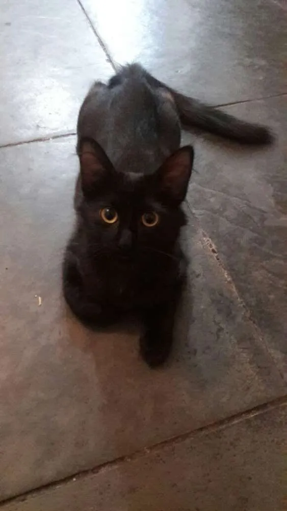 Gato ra a srd idade 2 a 6 meses nome filhotes do parque