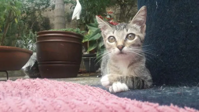 Gato ra a srd idade 2 a 6 meses nome filhotes do parque