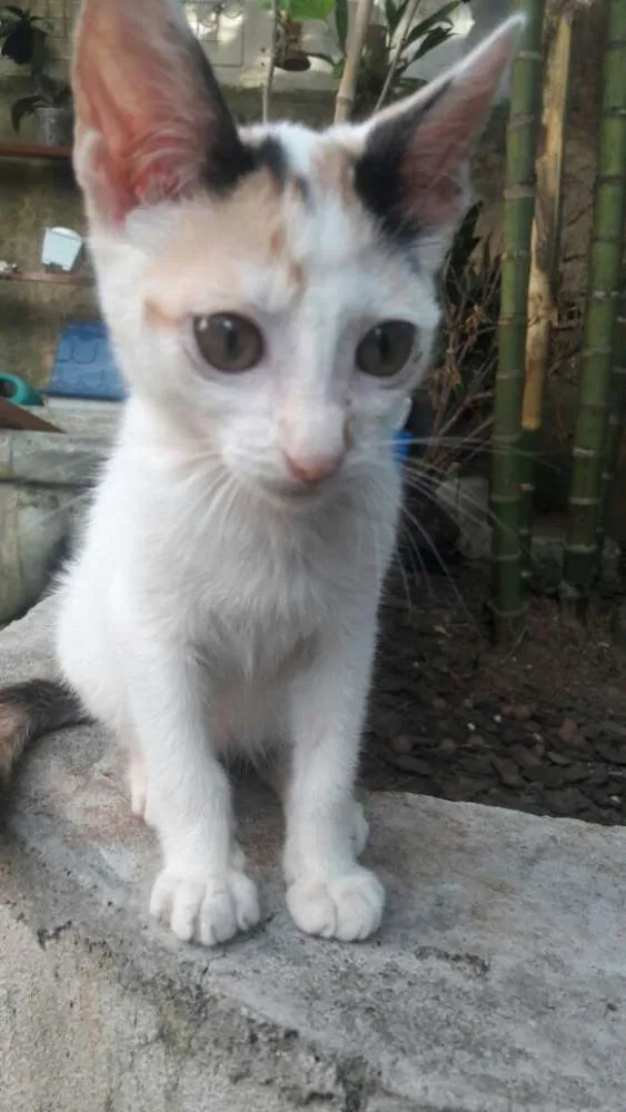 Gato ra a srd idade 2 a 6 meses nome filhotes do parque