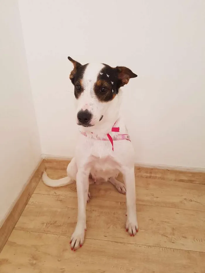 Cachorro ra a SRD idade 1 ano nome Luna