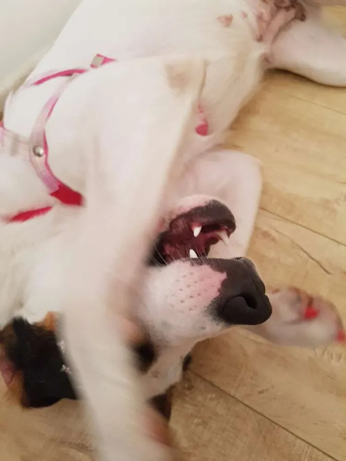 Cachorro ra a SRD idade 1 ano nome Luna