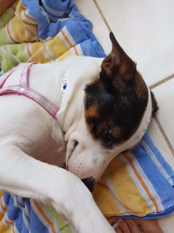 Cachorro ra a SRD idade 1 ano nome Luna