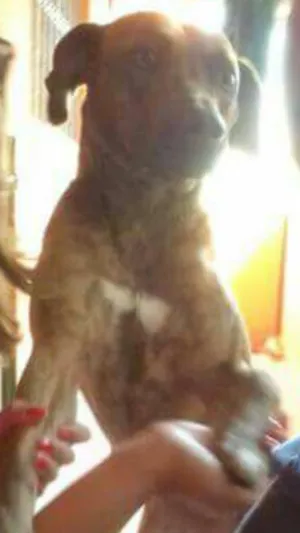 Cachorro raça Vira lata idade 2 anos nome Princesa