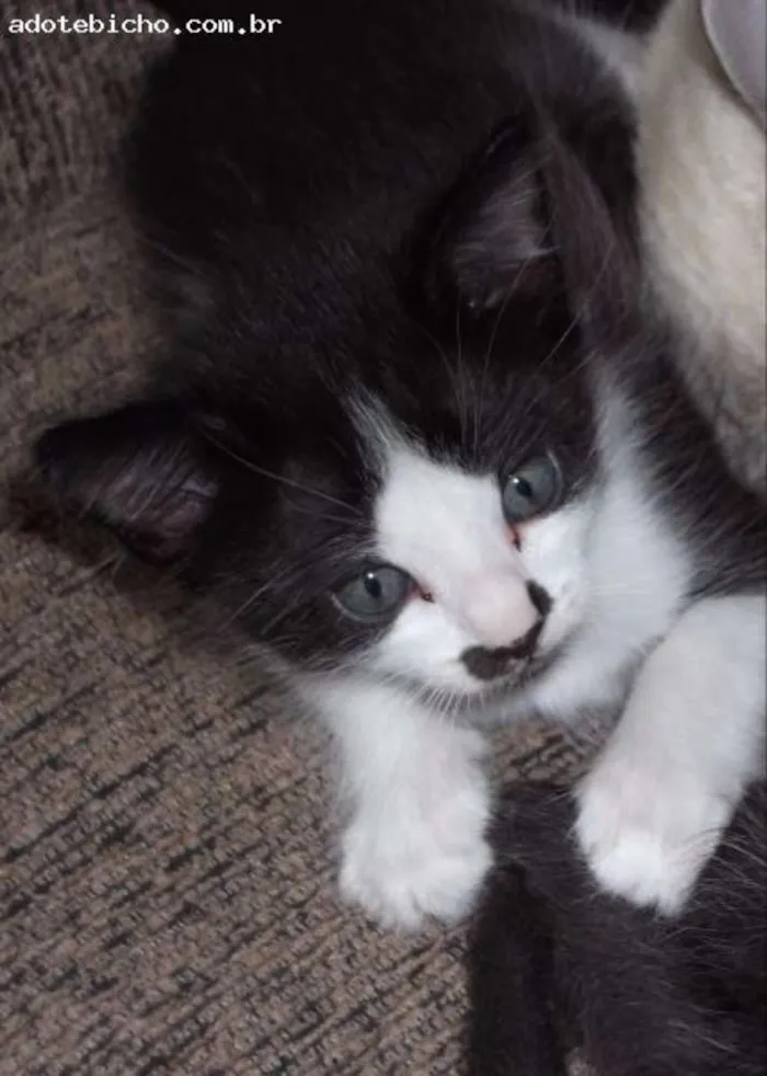 Gato raça indiferente idade 2 a 6 meses nome filhotes