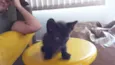 Gatinhos fofinhos