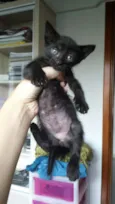 Gatinhos fofinhos