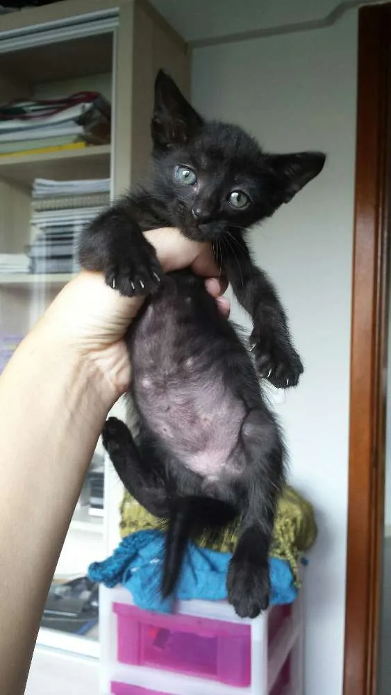 Gato ra a SRD idade Abaixo de 2 meses nome Gatinhos fofinhos