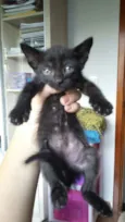 Gatinhos fofinhos