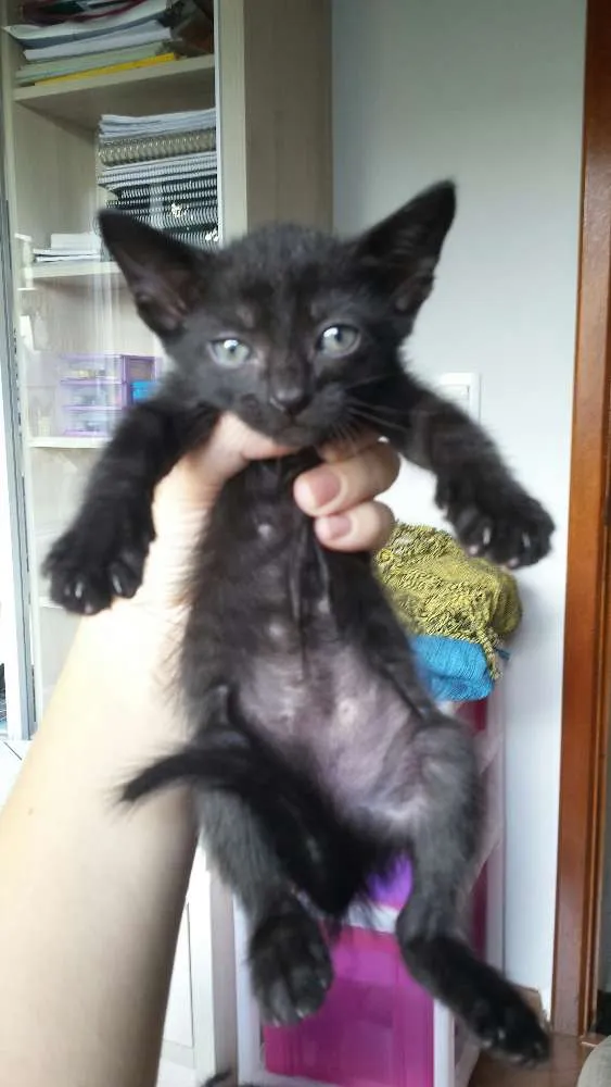 Gato ra a SRD idade Abaixo de 2 meses nome Gatinhos fofinhos