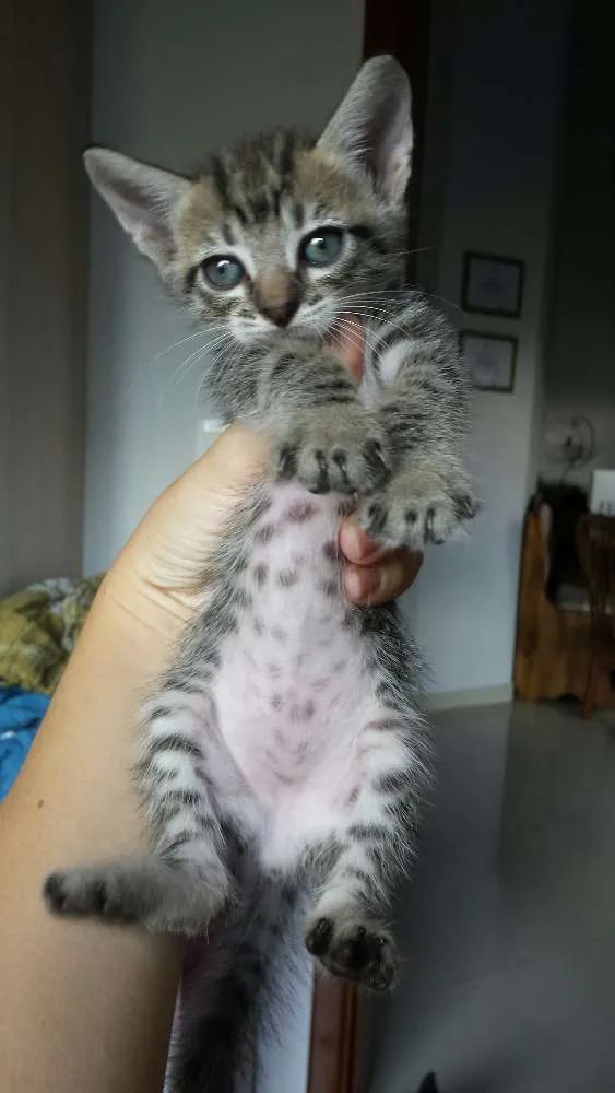 Gato ra a SRD idade Abaixo de 2 meses nome Gatinhos fofinhos